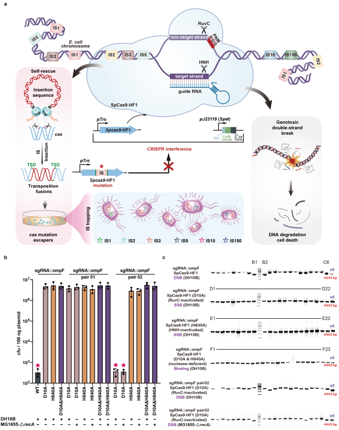 图2. 基于CRISPR-Cas建立高效的IS元件捕获系统