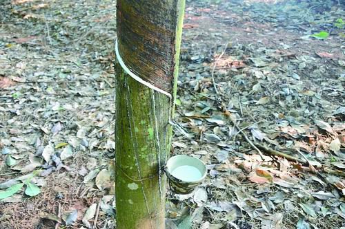 橡胶树开割每年产量（每棵橡胶树每年的产量）