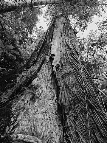 全球第一高桥(全球第一高树排名)