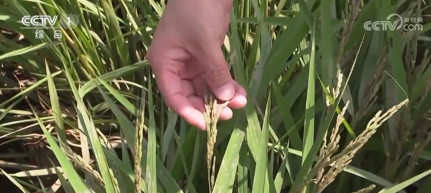 水稻被淹之后如何最大程度减少损失？东北各地积极展开灾后农业生产恢复