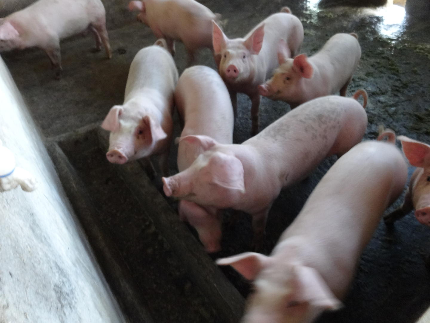 为头生猪检疫“放水”！乐山一乡镇检疫员徇私舞弊获刑个月