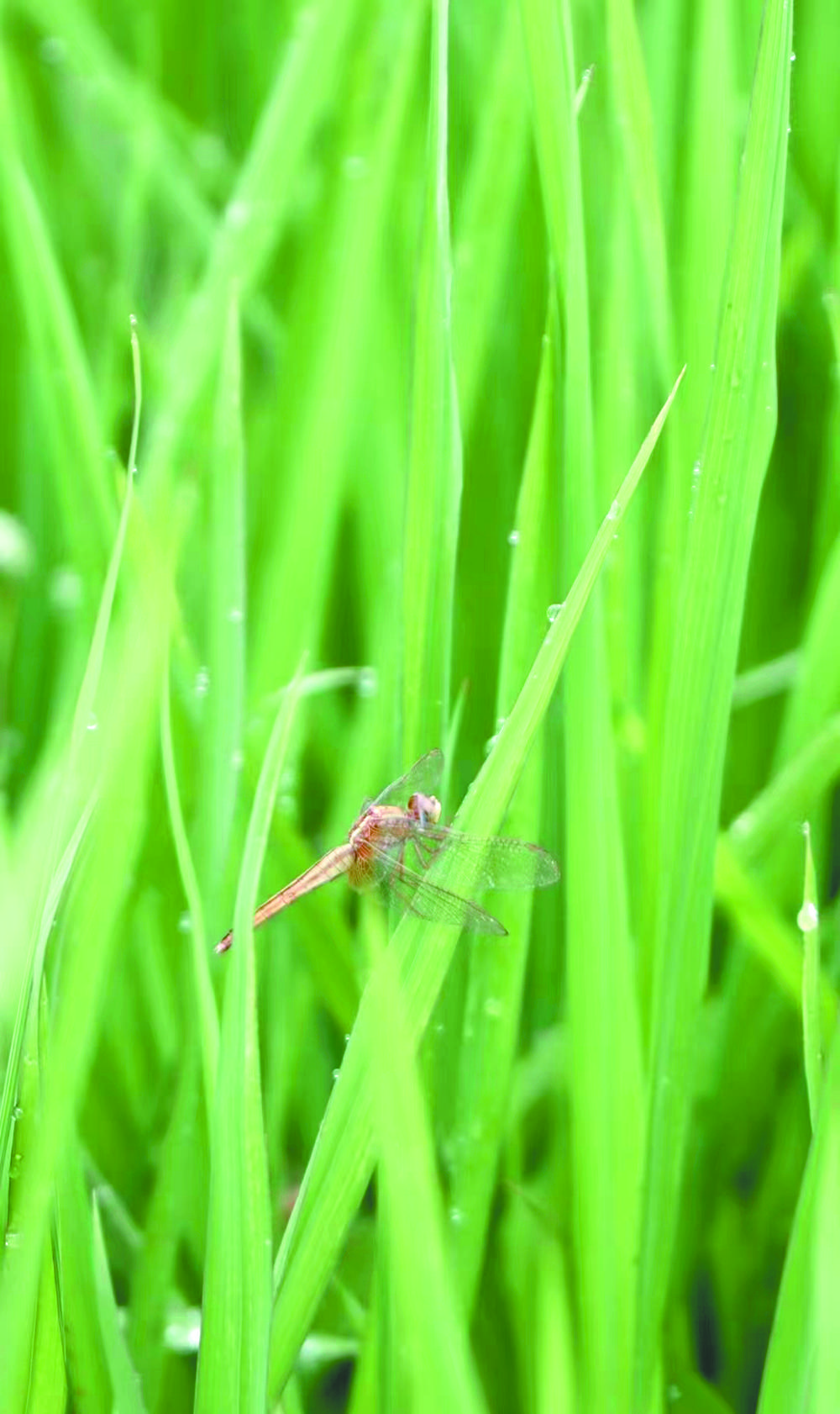 风吹稻花香小河水流淌是什么歌（风吹稻花香两岸）
