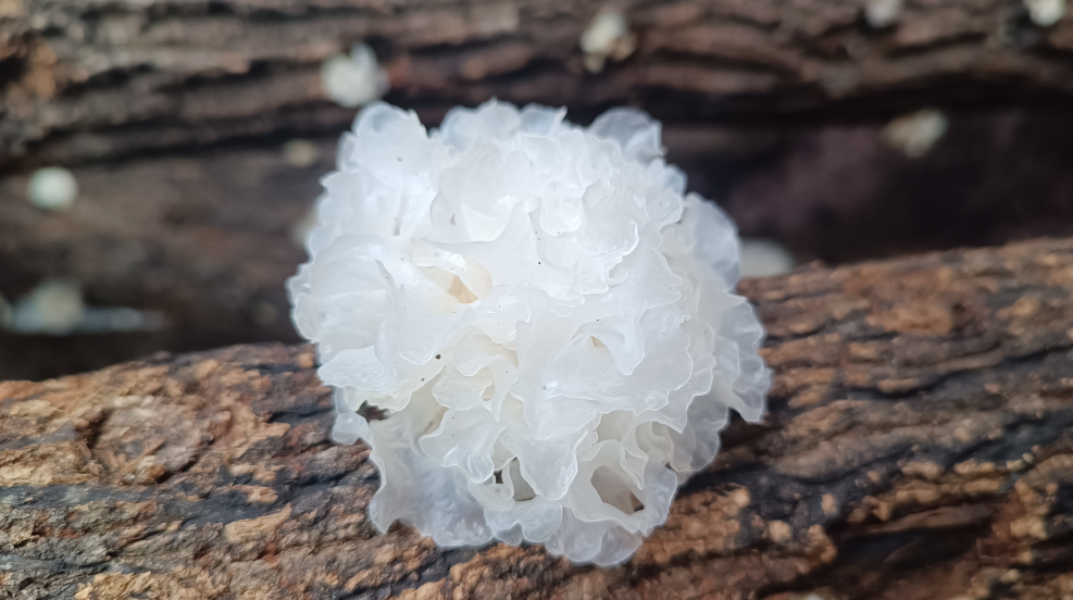 时隔九年!四川通江“银耳节”今日开幕将全力打造通江银耳百亿级产业集群