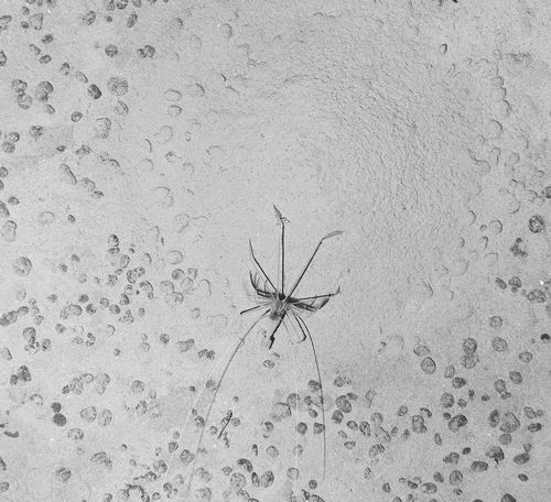 深海区域的生物,深海里有生物吗