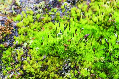 科学家揭示藻苔在青藏高原的生存法则