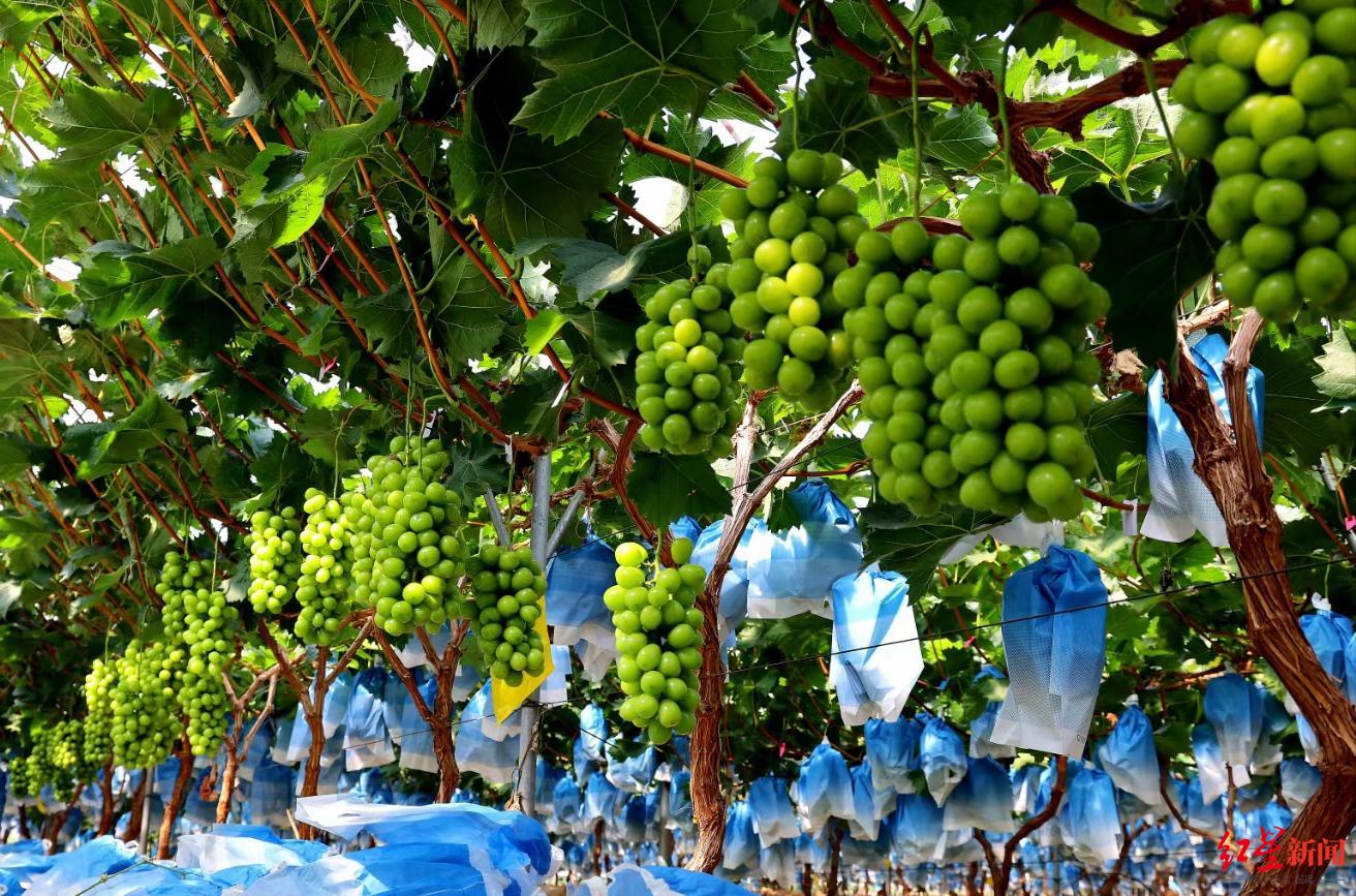 凉山火把节放假2023，凉山火把节旅游人数