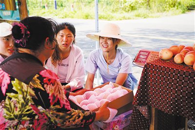 7月18日,平谷区峪口镇胡家营村,北体大旅游管理专业的学生实践团队在桃林旁跟村民一起给大桃打包。新京报记者 薛珺 摄