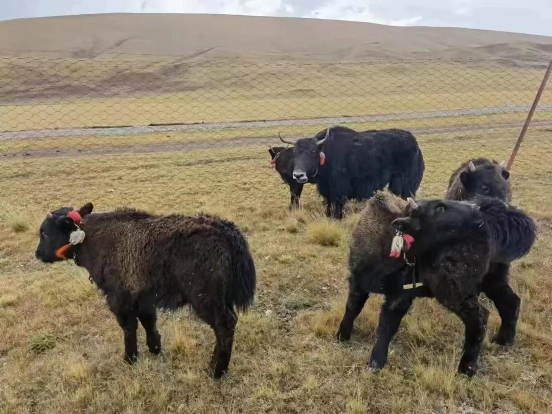 野牦牛视频，野牦牛头骨值得收藏吗