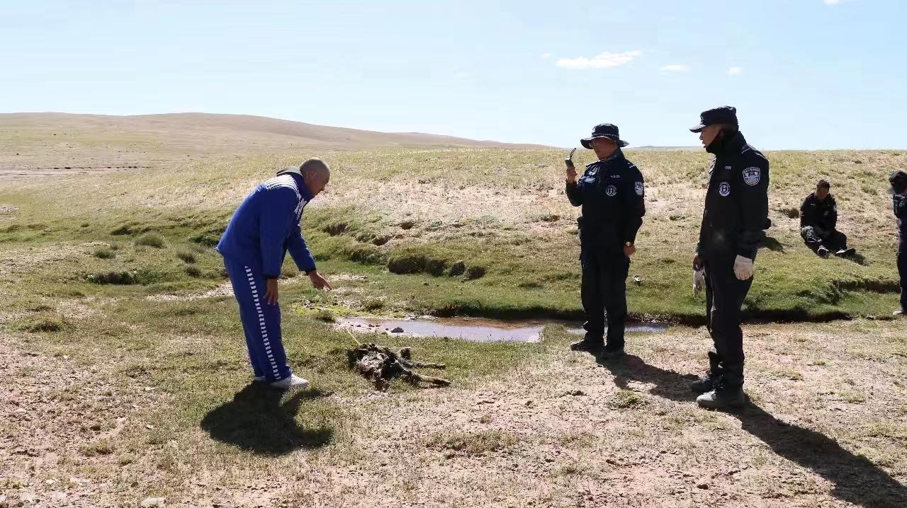 野牦牛视频，野牦牛头骨值得收藏吗