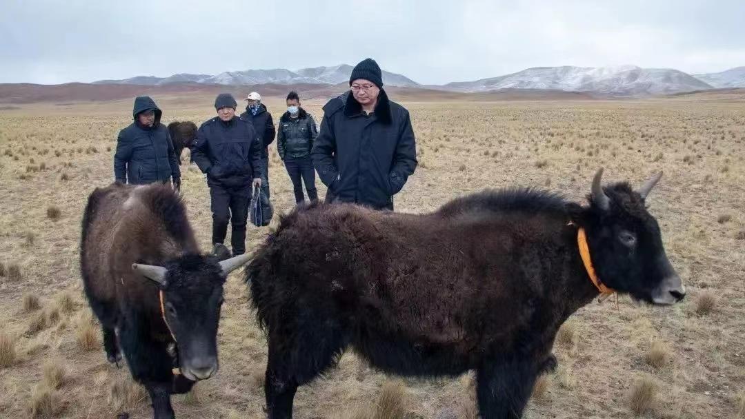 野牦牛视频，野牦牛头骨值得收藏吗