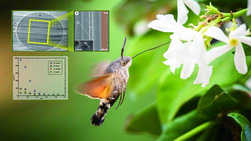科学家是怎么发现昆虫的,美国科学家发现昆虫