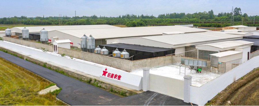 又见资本腾挪术！乐山帮富豪入主近150亿市值猪企巨星农牧：大专学历，靠饲料生意起家