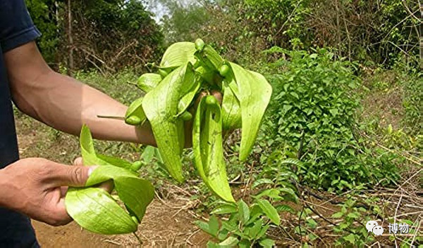 快把胖大海从你杯子里拿出来！