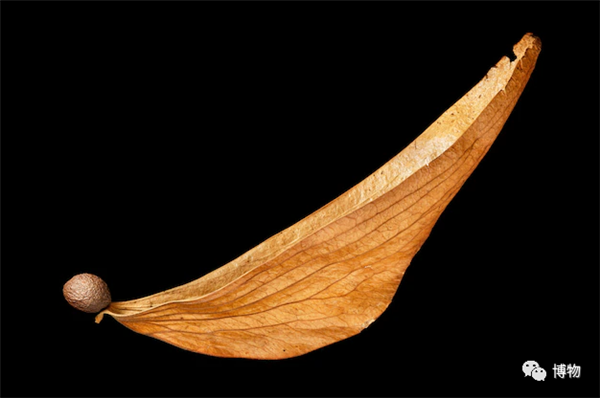 快把胖大海从你杯子里拿出来！