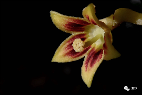 快把胖大海从你杯子里拿出来！