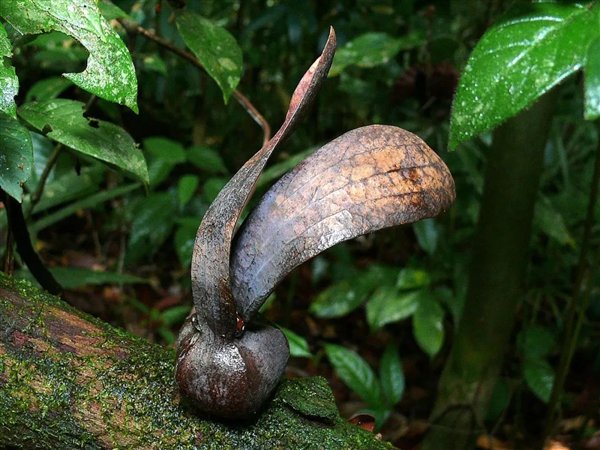 快把胖大海从你杯子里拿出来！