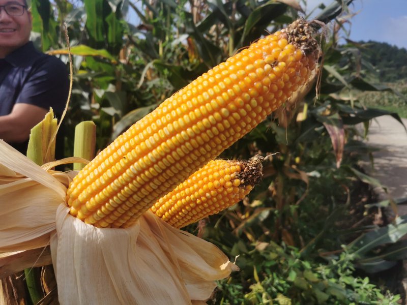 现在可以种大豆和玉米了吗 e145-ebb94037e54b8ad4a17af79d557d62df.jpg