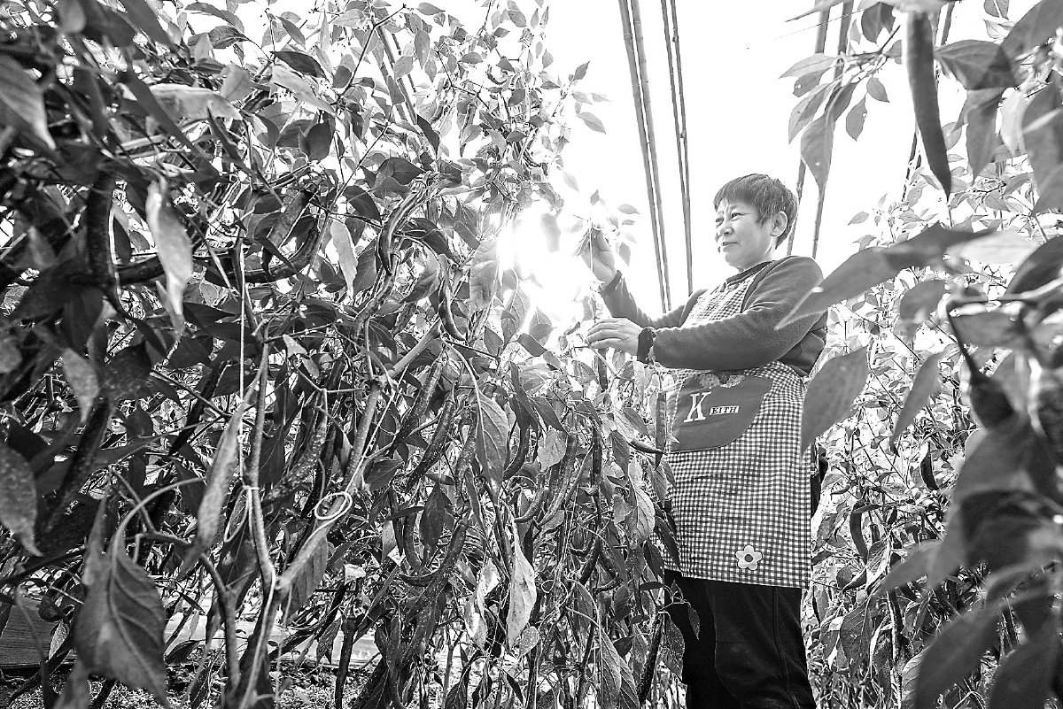 固安顺斋瓜菜种植专业合作社大棚内,当地农户在采摘蔬菜。本报记者 武亦彬摄