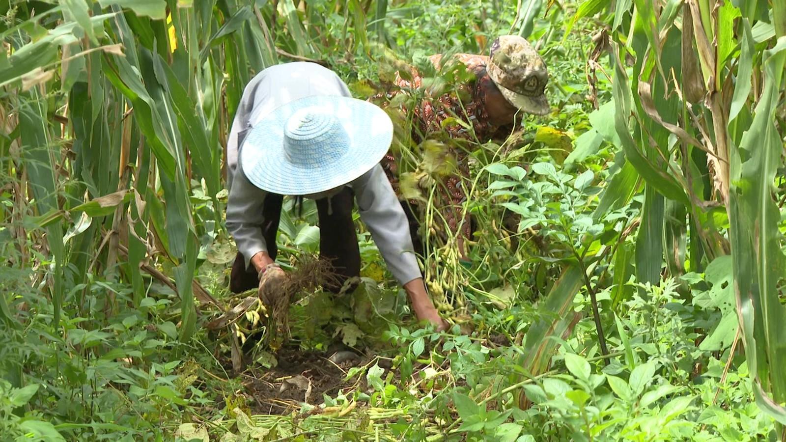 环县大豆玉米带状复合种植,彝良县大豆玉米带状复合种植