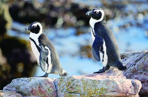 为保非洲企鹅 南非“十年禁渔”