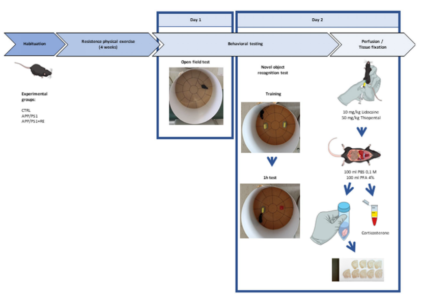 四肢发达头脑简单的动物,四肢发达头脑不一定简单