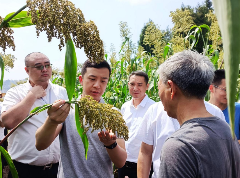 汪博炜出任郎酒股份总经理郎酒数字化与国际化有望再提速