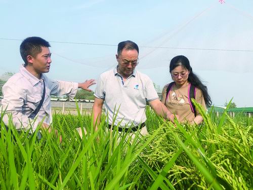 不谋而合“背靠背” 水稻育种盼提速