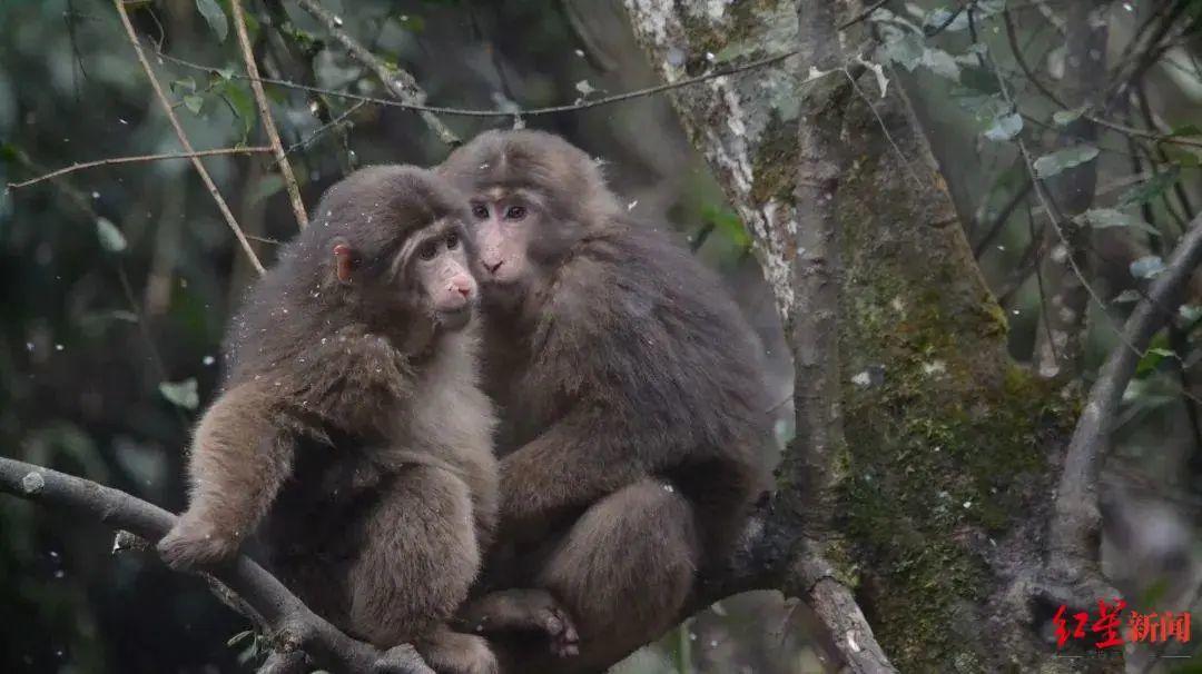 游客投诉峨眉山看不到猴子,峨眉山猴子被游客批评