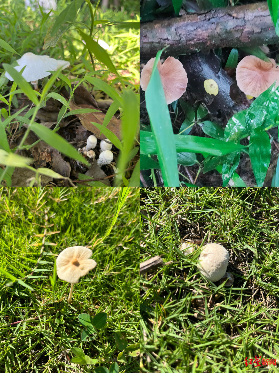 成都青龙湖有什么好玩的，成都青龙湖好看视频