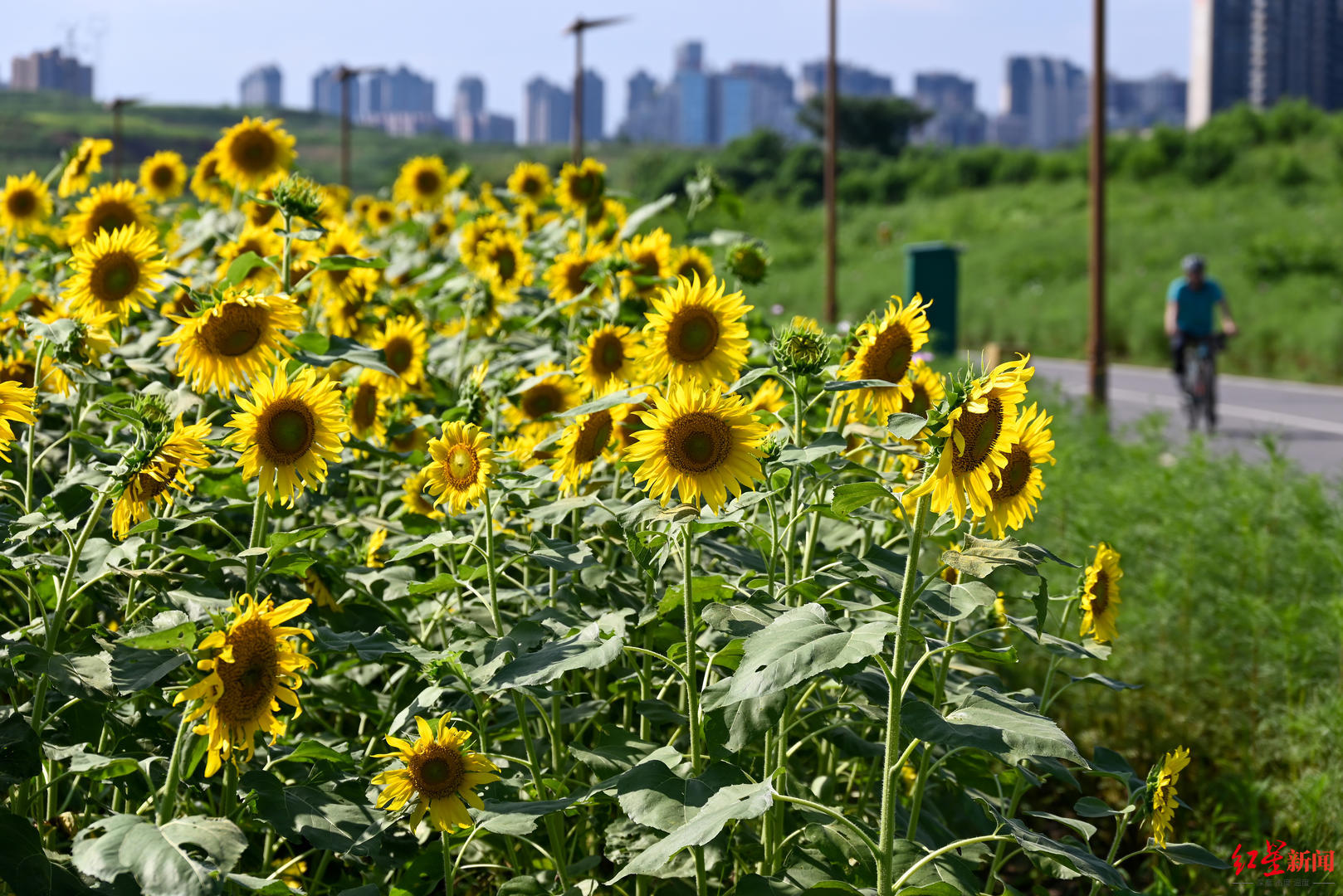 成都高新区环城生态区，成都环城生态区贯通