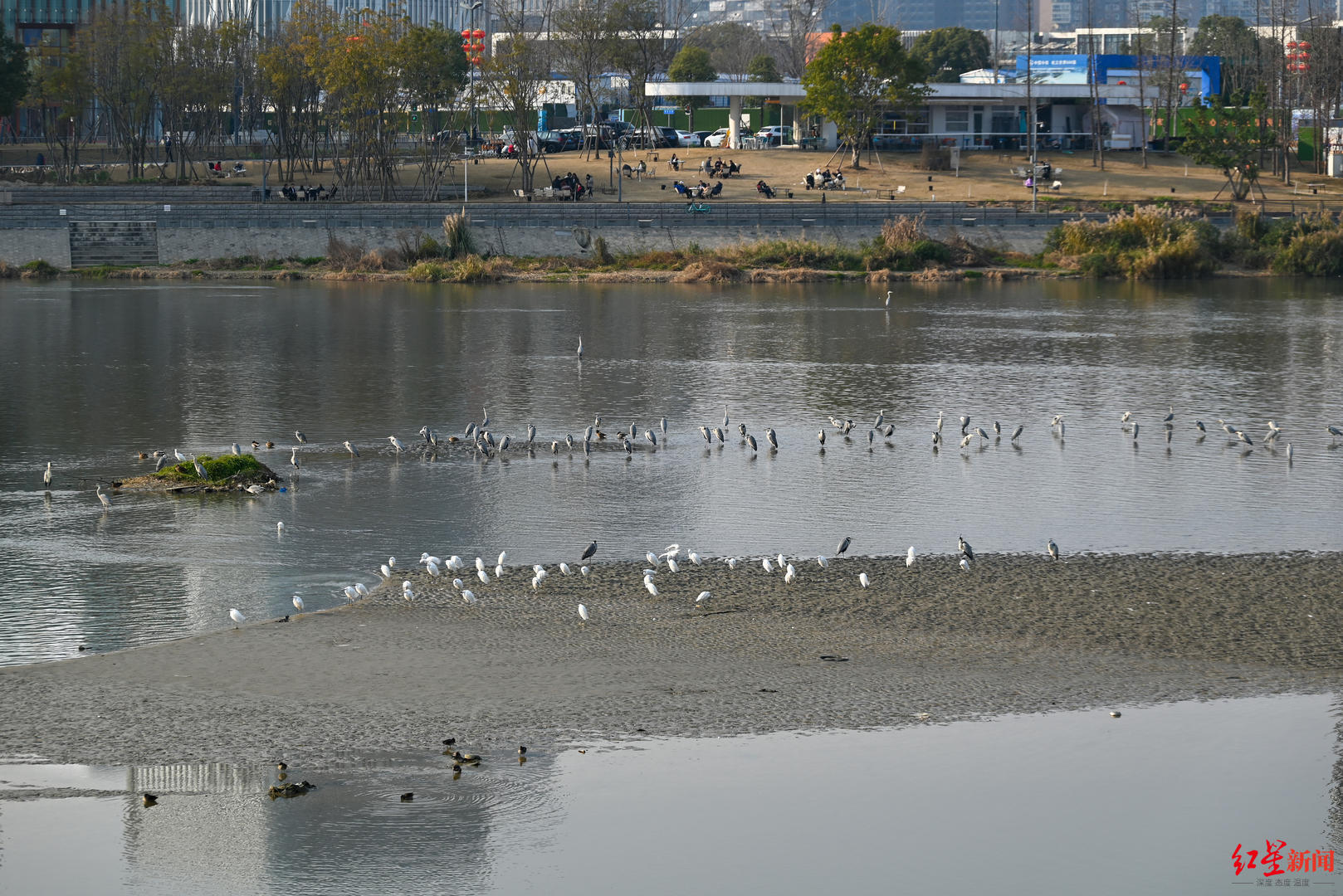 种只!在成都平原河流湖泊越冬的候鸟明显增长不乏濒危物种