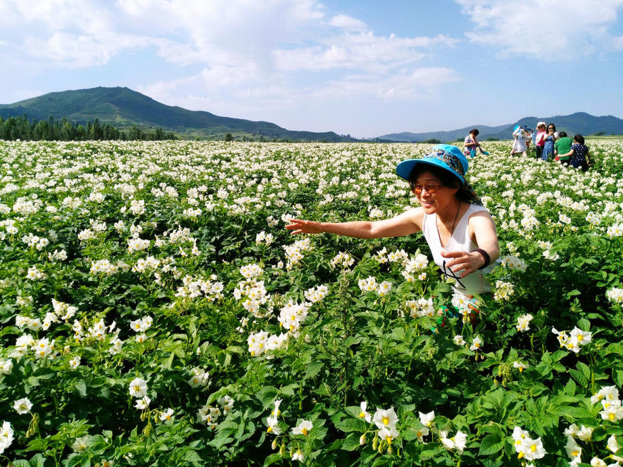 游客在山西省岚县土豆花节上游玩(8月2日摄)。新华社发