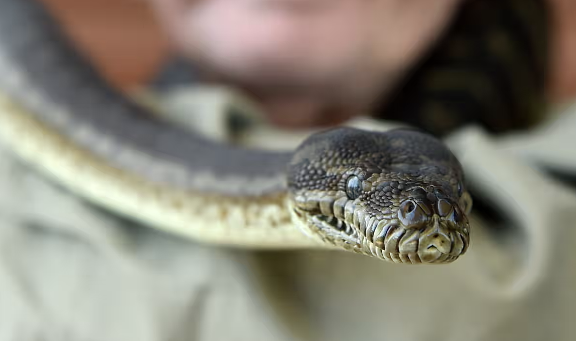 蛇身体内的寄生虫 816c-5eb4cb9d6c6e811066abc9c7bfb13c83.png