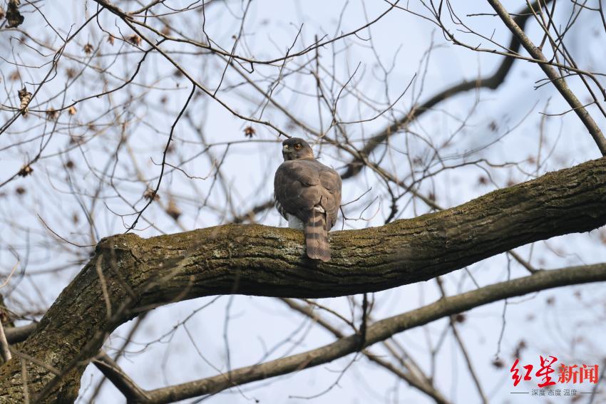四川的鸟儿到哪里去过冬，成都地区冬天有啥小鸟