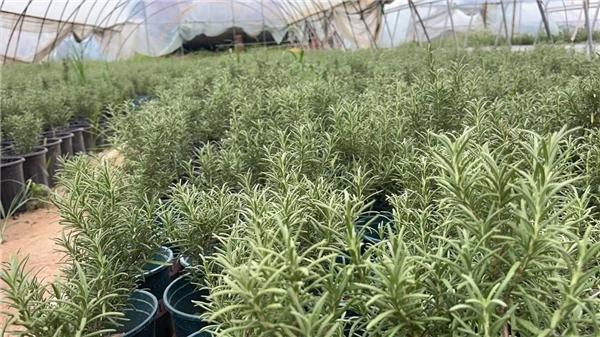 美团优选漳州,美团优选三明