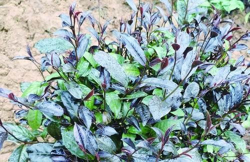 发现茶树甲基化儿茶素生产的原因，茶碱甲基化实验比例