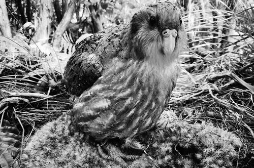 濒危的鹦鹉物种,濒危的鹦鹉