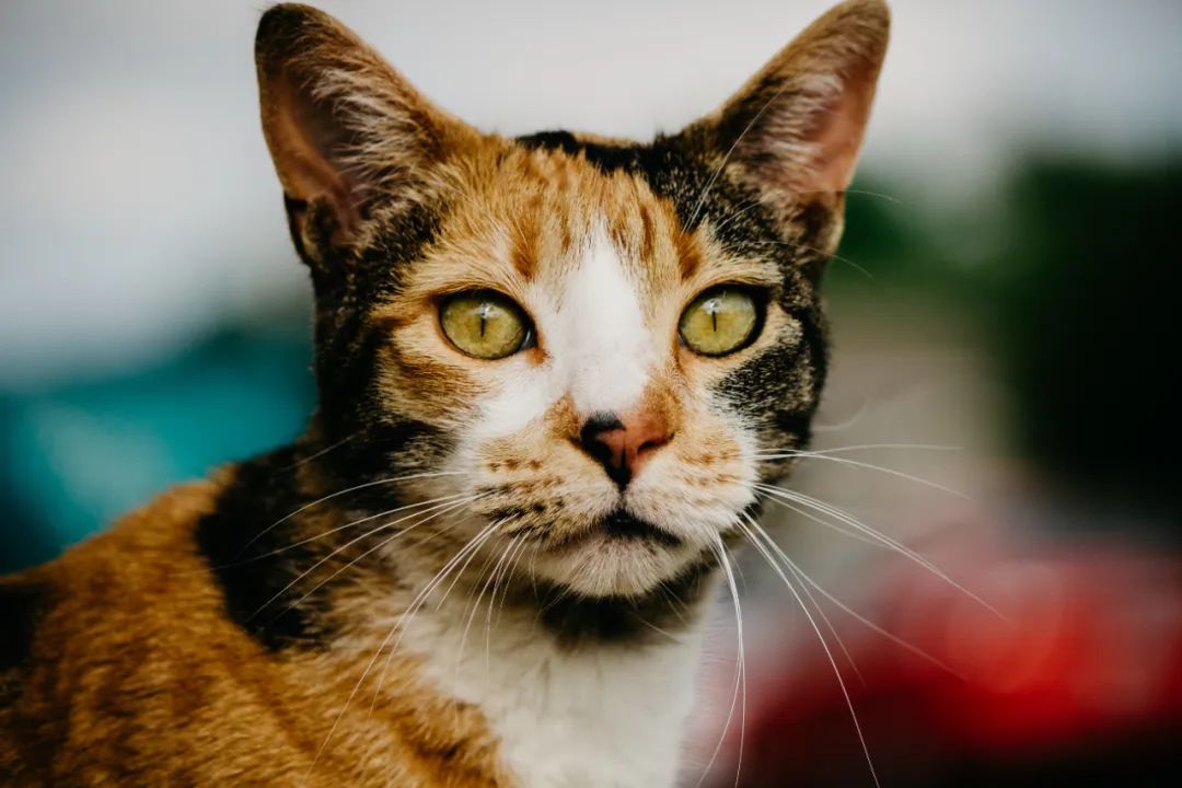 三花猫、蜜蜂荷兰大饥荒……揭秘基因表达的“出牌套路”|峰瑞报告