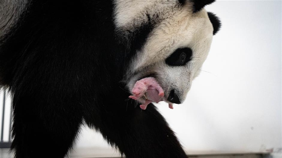 Giant panda cub born at Moscow Zoo