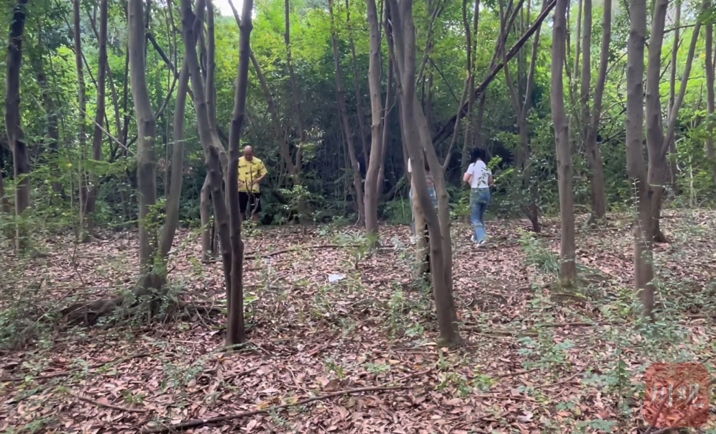 青龙湖、天府新区太平街道周边山林等地有部分市民自行采摘蘑菇。