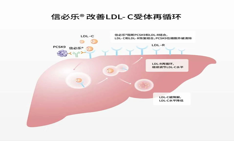 来源:信必乐作用机制图