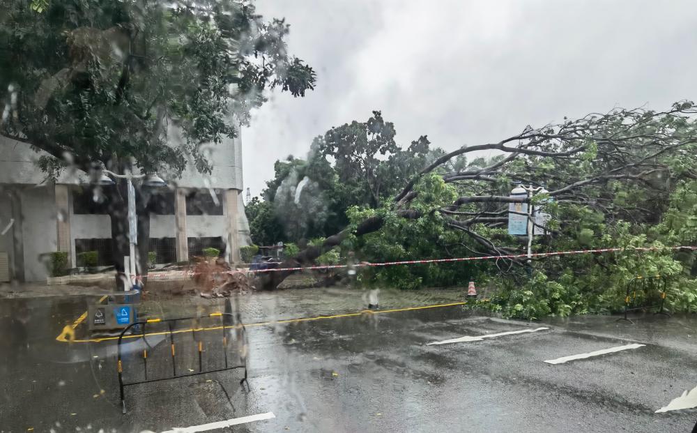 佛山科技學院行政樓前一棵大樹倒塌。 