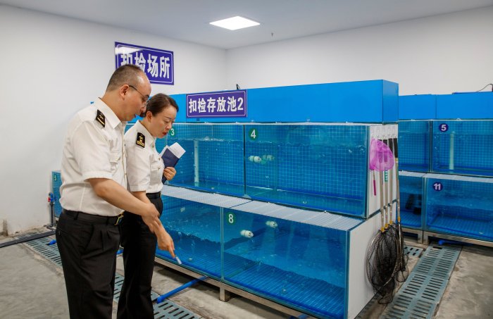 ▲ 海关工作人员在进境食用水生动物指定监管场地内查看
