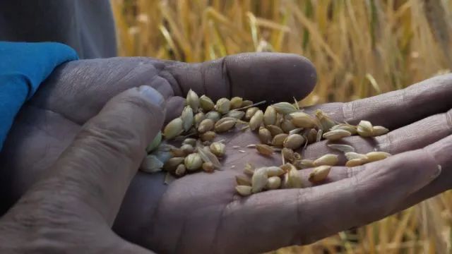 啥是青稞 7432-755b4ebb7dbf2352d7117acee4497640.jpg