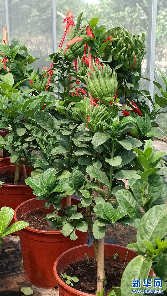 圖為園區內佛手示範基地種植的佛手,農科院專家們持續將先進的種植技術推廣到田間地頭。新華網發(劉禹德 攝)