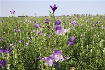 中医中草药现代化 3bb3-36e123b78b8f3a8bdc706d368bf4e8a8.jpg