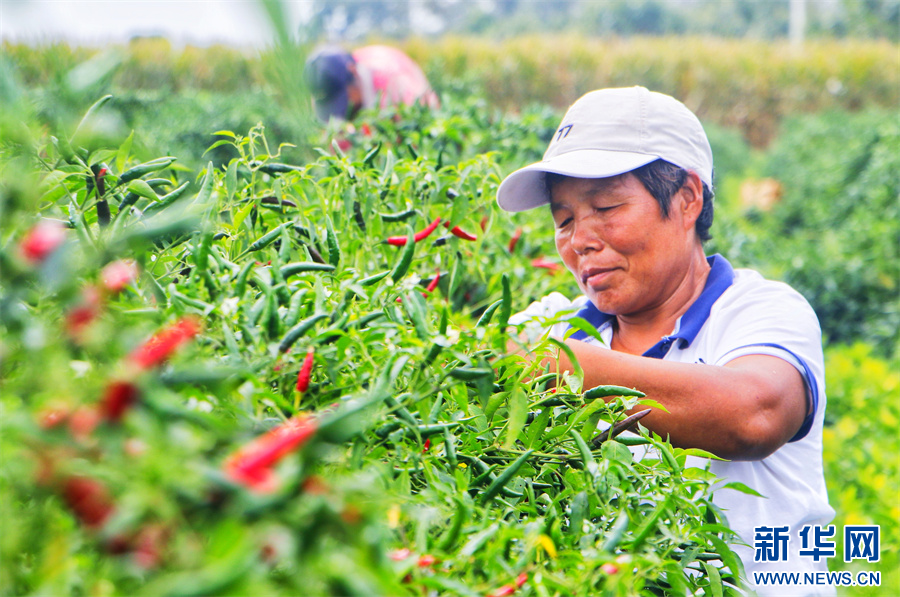 9月19日，河南省商丘市柘城縣牛城鄉萬畝辣椒基地，農民在採摘辣椒。