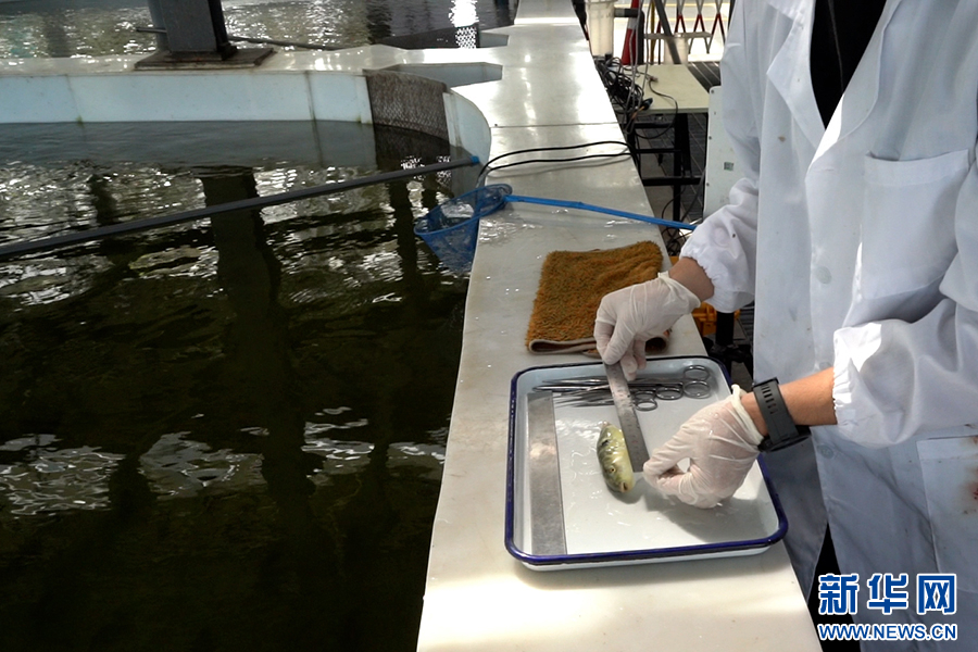 魚菜共生AI工廠內,科研人員在觀測魚苗生長情況。新華網發(劉禹德 攝)