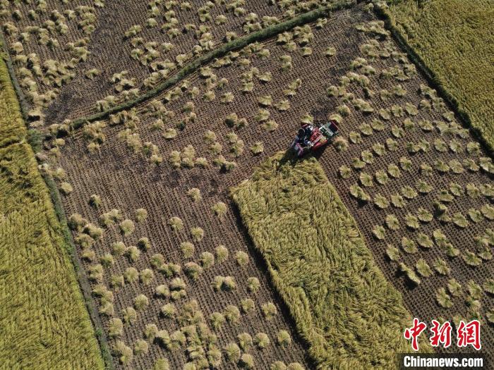 9月21日，舒蘭市水稻正在收割。(無人機照片) 中新社記者 蒼雁 攝