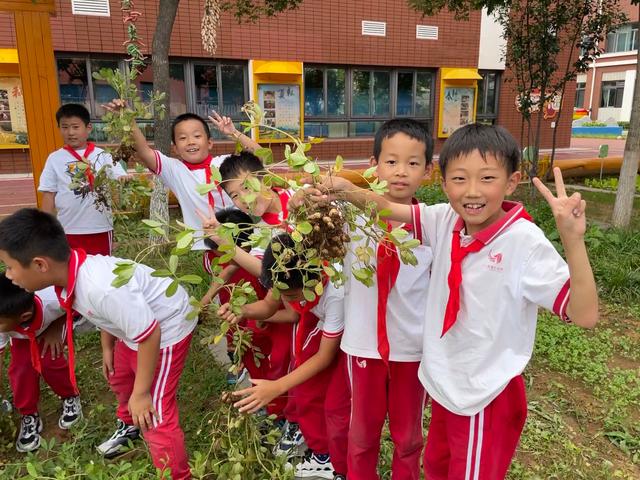 密云区第七小学学生们参与收花生活动。受访者供图